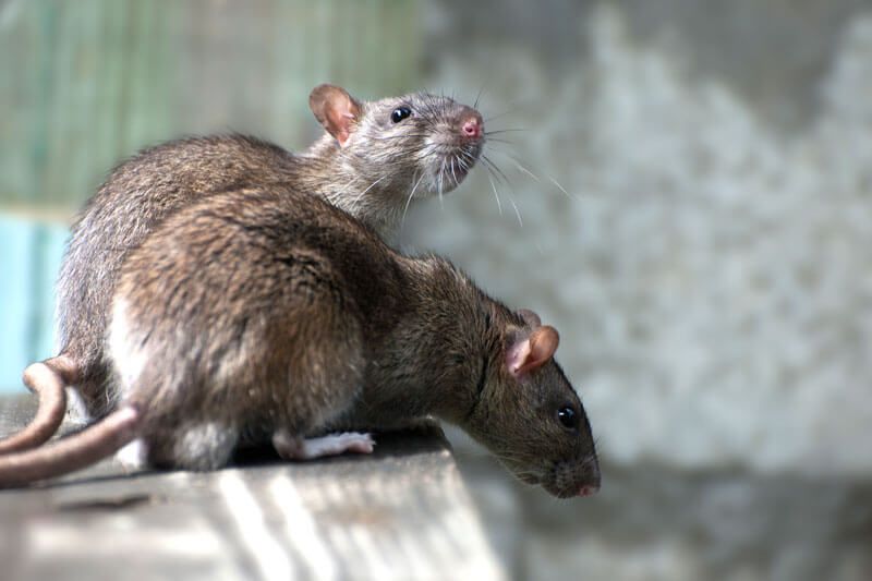 Zwei Ratten sitzen auf einem Holzbrett