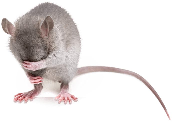 Maus verschränkt die Arme über dem Kopf