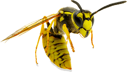 Eine Wespe in Nahaufnahme vor transparentem Hintergrund