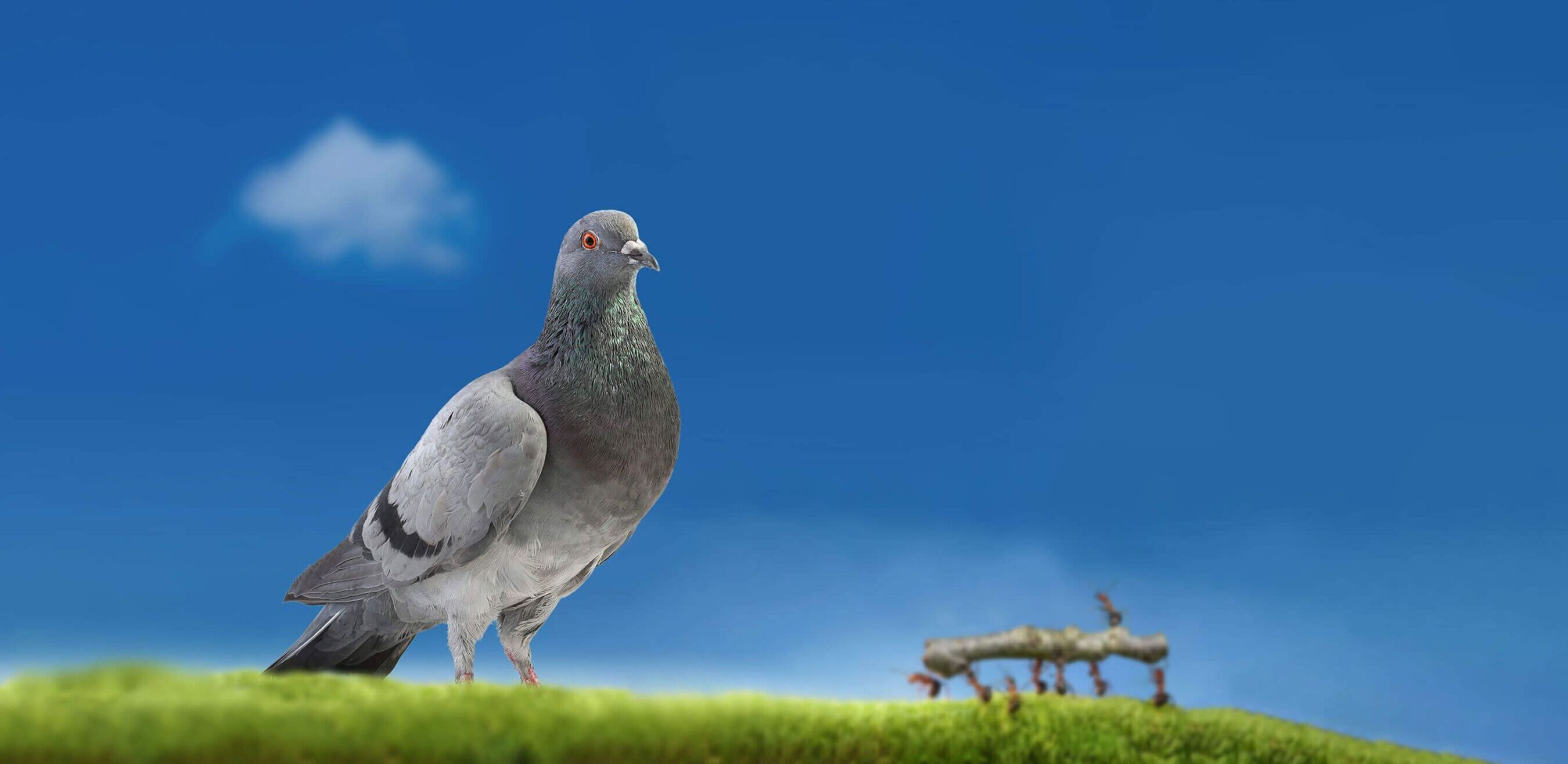 Eine Taube sitzt im Vordergrund und im Hintergrund tragen Ameisen einen kleinen Stock